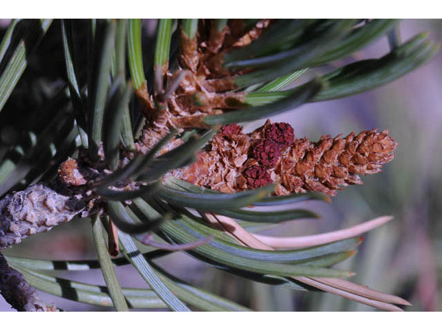 Pinus edulis (Colorado pinyon pine) #70708