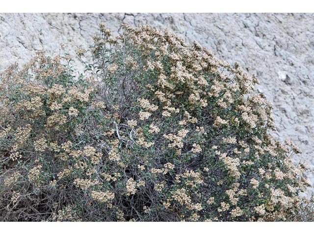 Eriogonum corymbosum (Crispleaf buckwheat) #51403