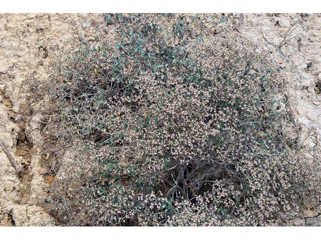 Eriogonum corymbosum (Crispleaf buckwheat) #51404