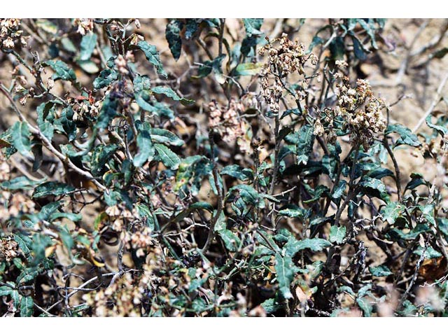 Eriogonum corymbosum (Crispleaf buckwheat) #51407