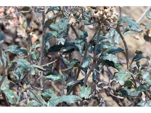Eriogonum corymbosum (Crispleaf buckwheat) #51408