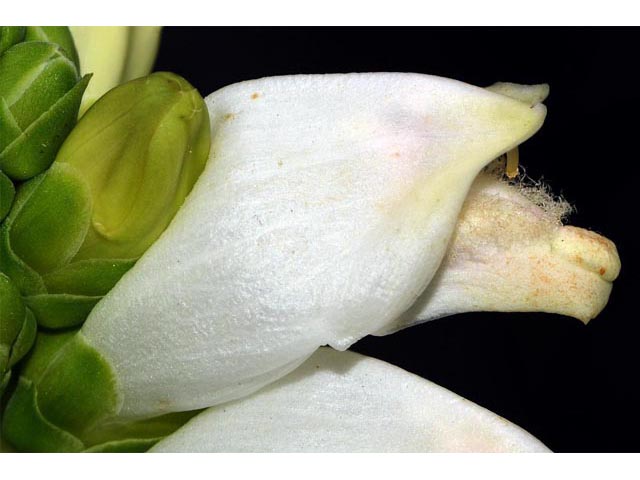 Chelone glabra (White turtlehead) #70801