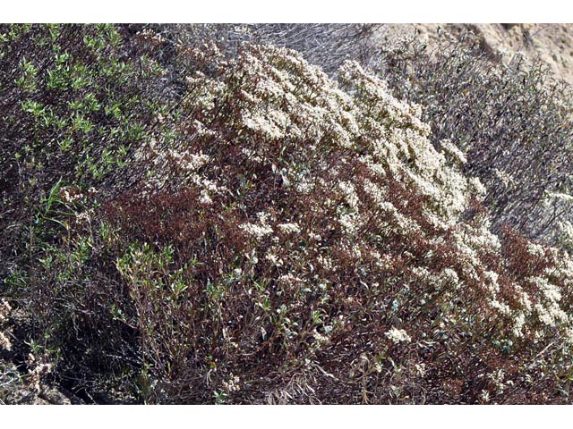 Eriogonum corymbosum (Crispleaf buckwheat) #51412