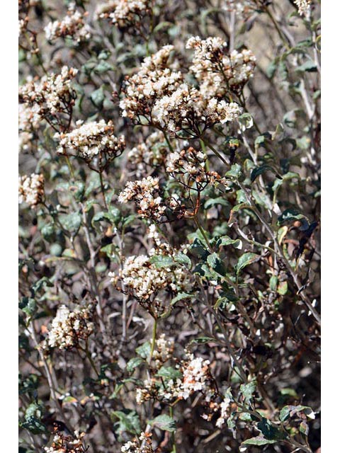 Eriogonum corymbosum (Crispleaf buckwheat) #51415
