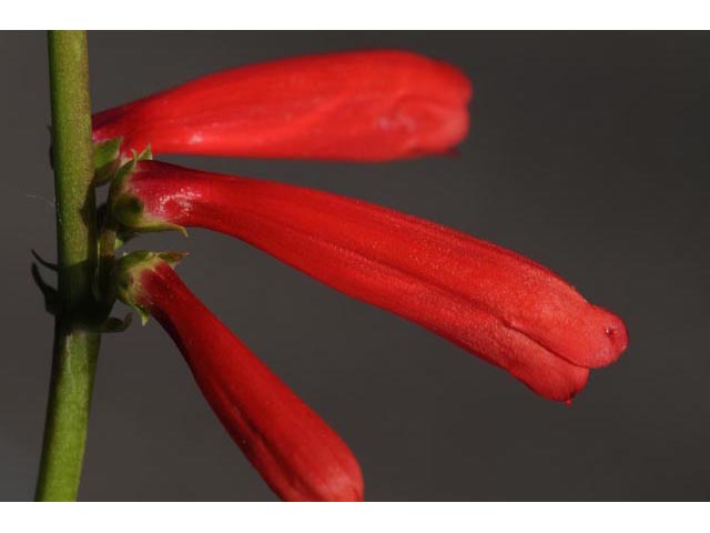 Penstemon eatonii ssp. eatonii (Firecracker penstemon) #70896