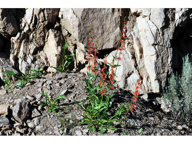 Penstemon eatonii ssp. eatonii (Firecracker penstemon) #70898