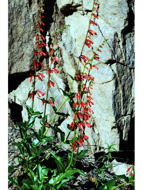 Penstemon eatonii ssp. eatonii (Firecracker penstemon) #70899