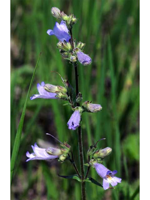Penstemon gracilis var. gracilis (Lilac penstemon) #70915