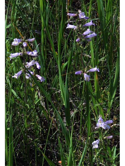 Penstemon gracilis (Lilac penstemon) #70919