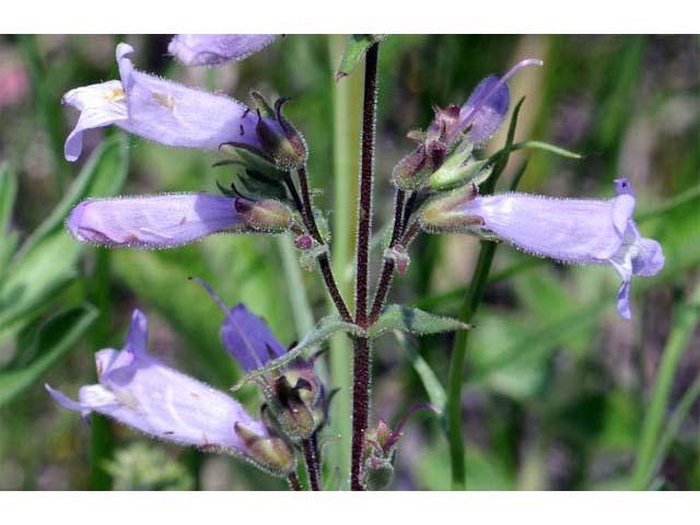Penstemon gracilis (Lilac penstemon) #70921