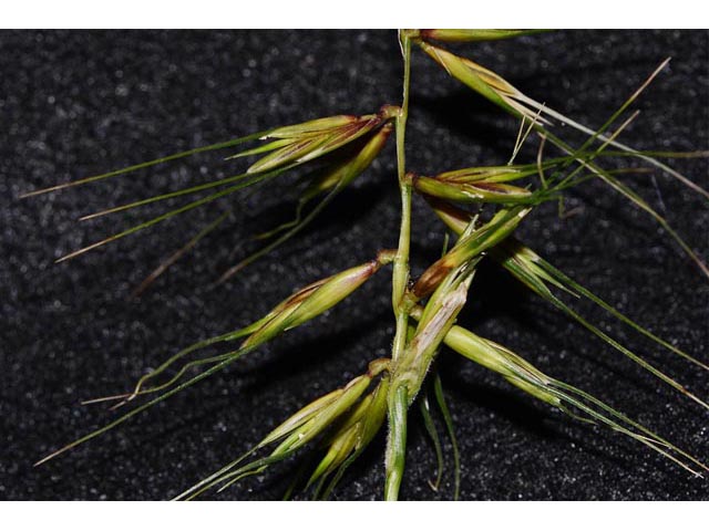 Elymus hystrix (Eastern bottlebrush grass) #71005