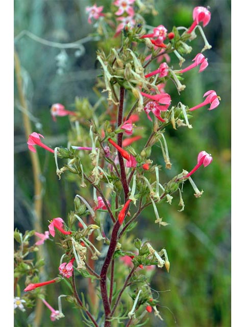 Ipomopsis aggregata ssp. aggregata (Scarlet gilia) #71040