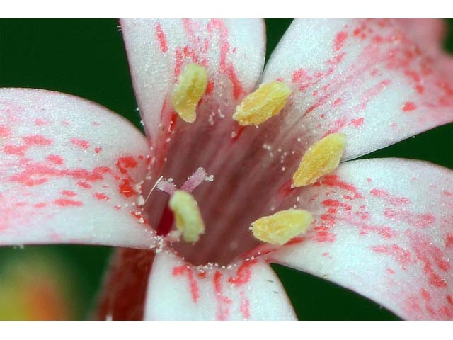 Ipomopsis aggregata ssp. aggregata (Scarlet gilia) #71058