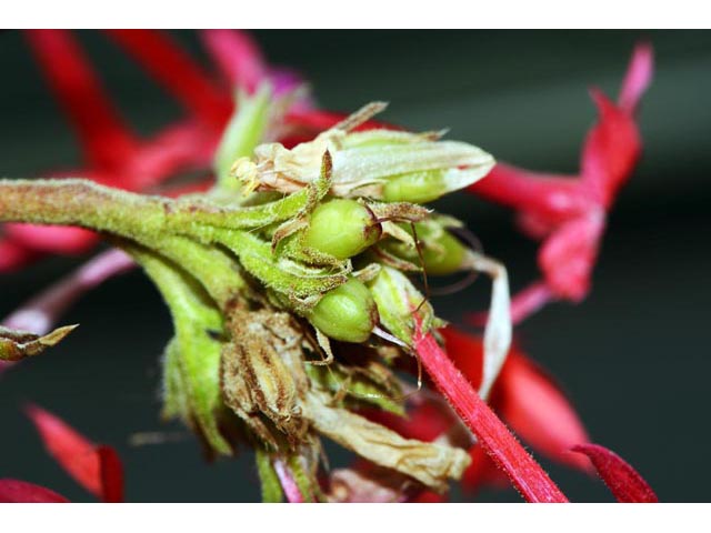 Ipomopsis aggregata ssp. aggregata (Scarlet gilia) #71059