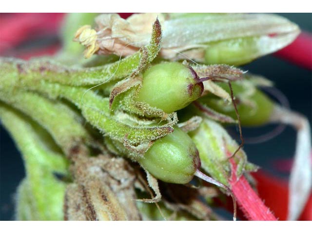 Ipomopsis aggregata ssp. aggregata (Scarlet gilia) #71060