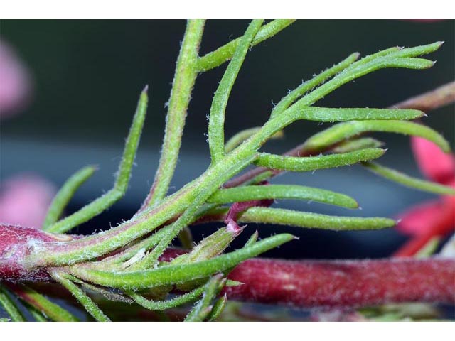 Ipomopsis aggregata ssp. aggregata (Scarlet gilia) #71062