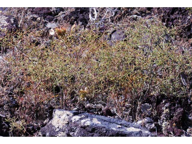Chorizanthe brevicornu (Brittle spineflower) #71212
