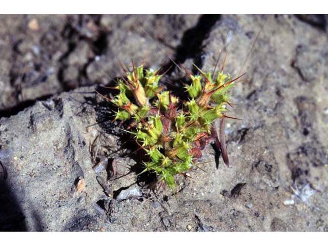 Chorizanthe uniaristata (Oneawn spineflower) #71255