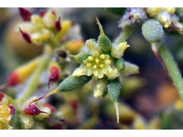 Goodmania luteola (Yellow spinecape) #71379