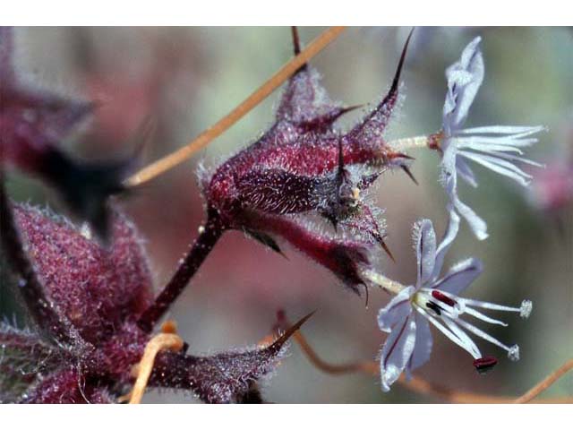 Mucronea californica (California spineflower) #71415