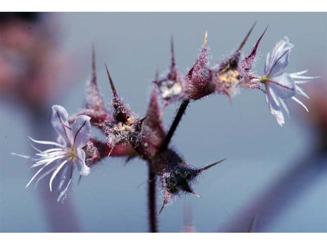Mucronea californica (California spineflower) #71418