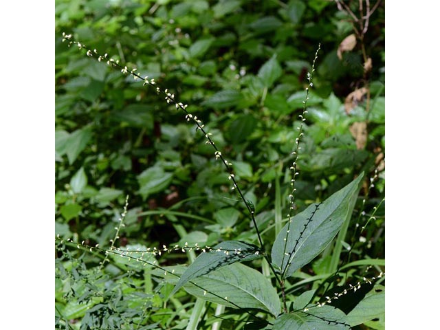 Polygonum virginianum (Jumpseed) #71622
