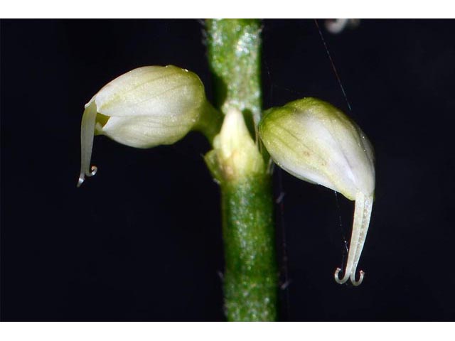 Polygonum virginianum (Jumpseed) #71632