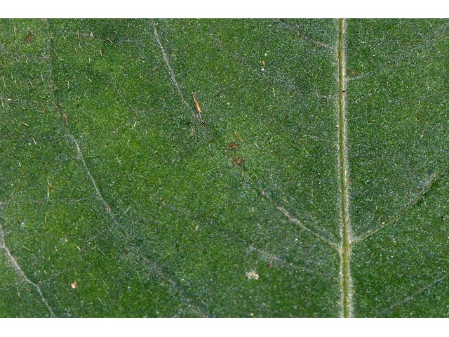Polygonum virginianum (Jumpseed) #71640