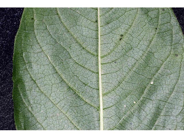 Polygonum virginianum (Jumpseed) #71641