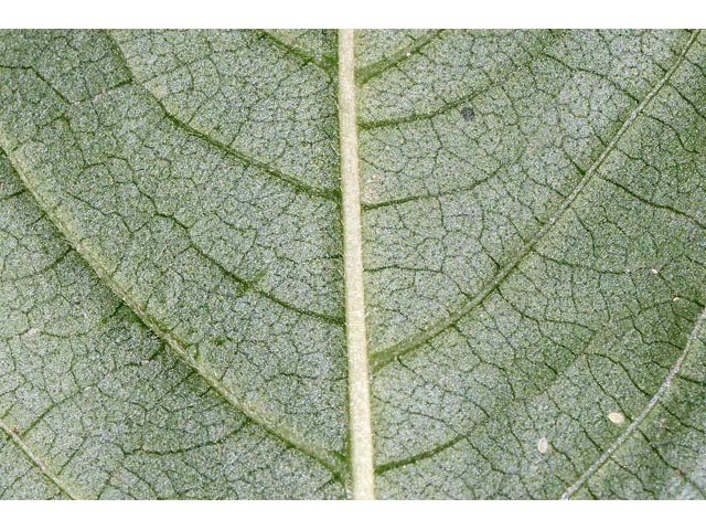 Polygonum virginianum (Jumpseed) #71642