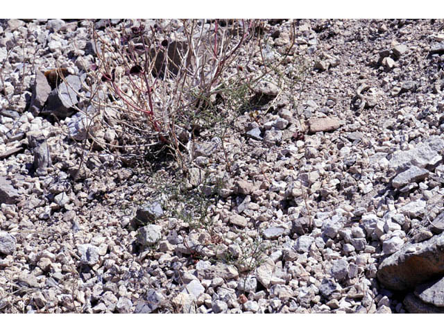 Johanneshowellia puberula (Red creek buckwheat) #71660