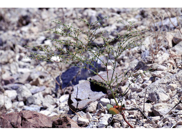 Johanneshowellia puberula (Red creek buckwheat) #71665