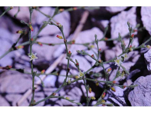 Johanneshowellia puberula (Red creek buckwheat) #71673