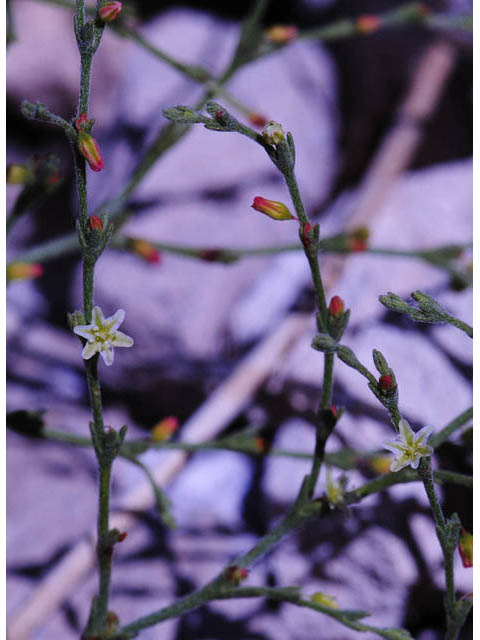 Johanneshowellia puberula (Red creek buckwheat) #71674