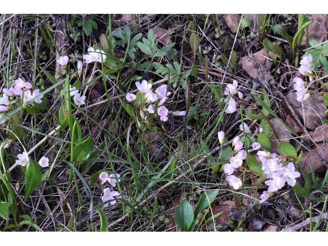 Claytonia lanceolata (Western spring beauty) #71731