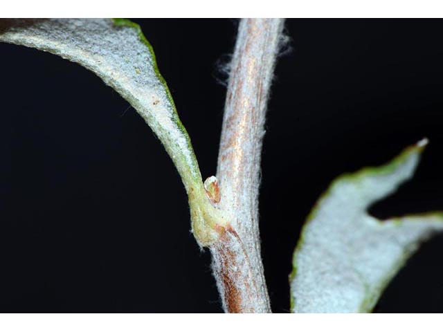 Eriogonum corymbosum var. glutinosum (Crispleaf buckwheat) #51513
