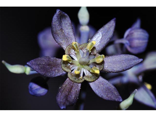 Caulophyllum thalictroides (Blue cohosh) #71868