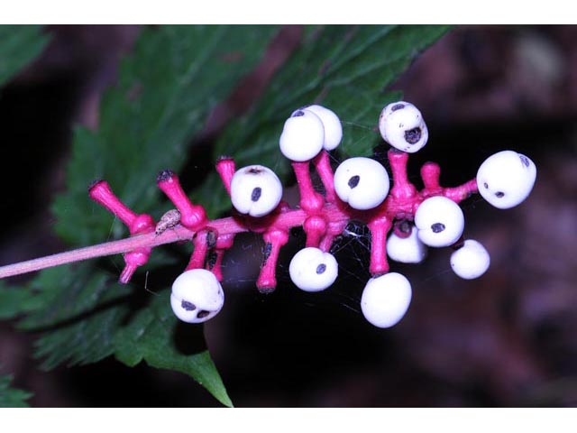 Actaea pachypoda (White baneberry) #71939