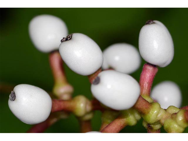 Actaea pachypoda (White baneberry) #71948