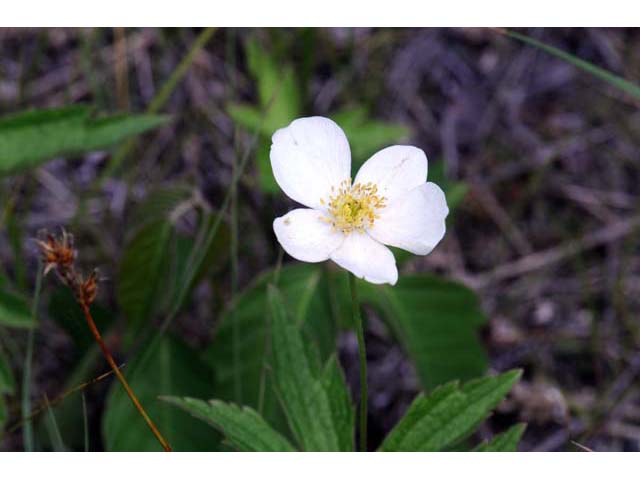 Anemone canadensis (Canadian anemone) #71975