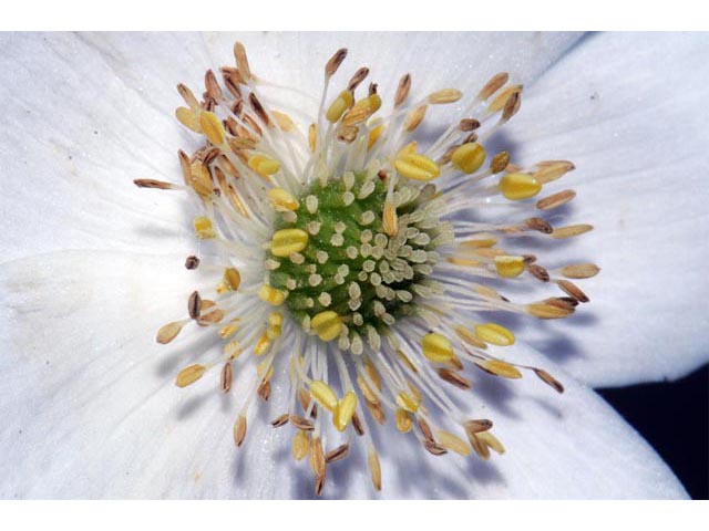 Anemone canadensis (Canadian anemone) #71987