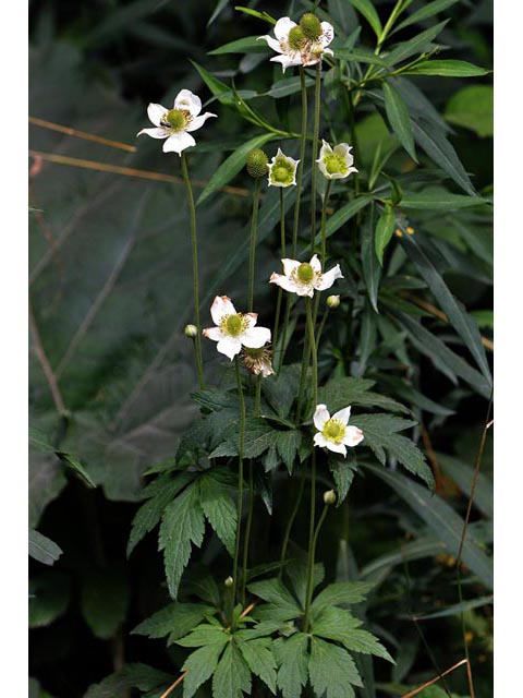 Anemone canadensis (Canadian anemone) #71990