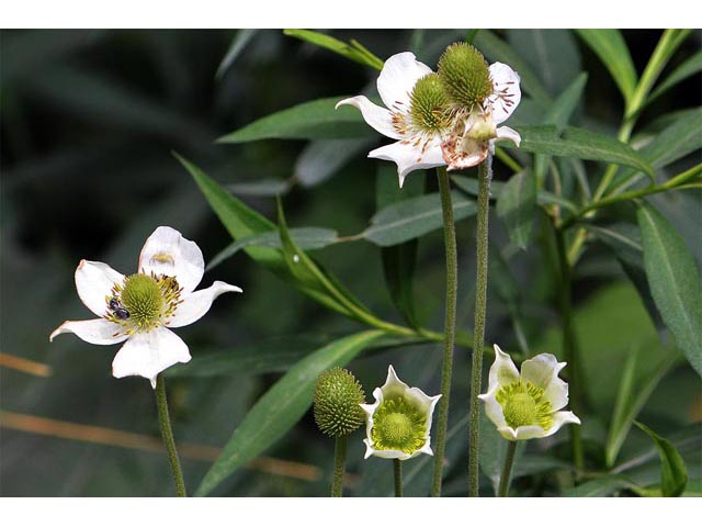 Anemone canadensis (Canadian anemone) #71992