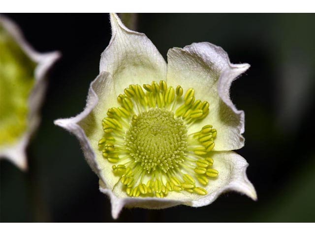 Anemone canadensis (Canadian anemone) #72003