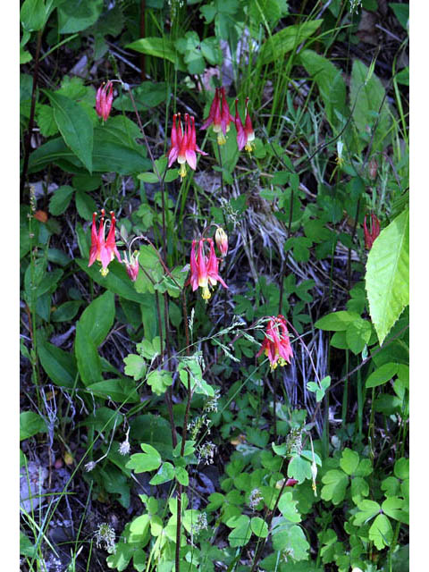 Aquilegia canadensis (Eastern red columbine) #72044