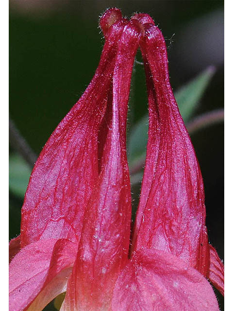 Aquilegia canadensis (Eastern red columbine) #72065