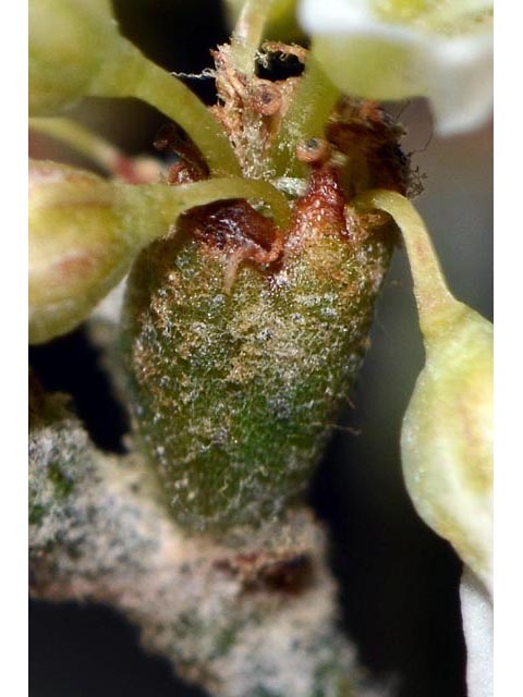 Eriogonum corymbosum var. corymbosum (Crispleaf buckwheat) #51535