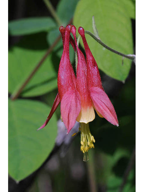 Aquilegia canadensis (Eastern red columbine) #72071