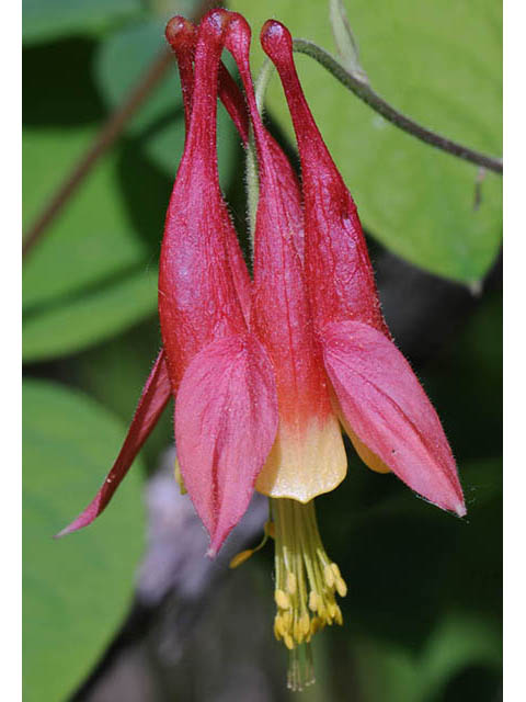 Aquilegia canadensis (Eastern red columbine) #72072