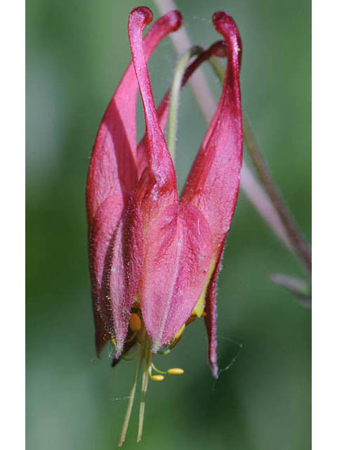 Aquilegia canadensis (Eastern red columbine) #72075